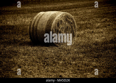 Geerntet und Gemähten Feld Struktur mit einem Strohhalm roll Stockfoto