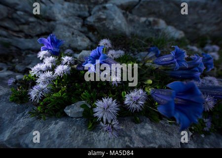 Blühende Alpine Enzian, Nahaufnahme, Gentiana Alpina Stockfoto