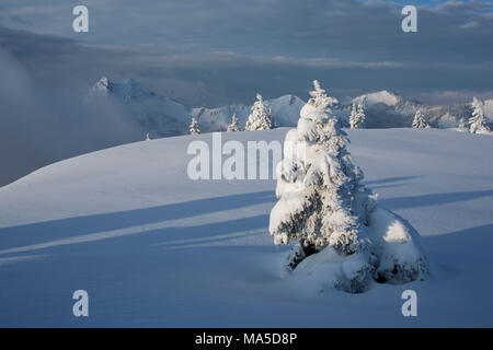 Morgenstimmung am Hirschberg (Berg) im Winter, Bayerische Alpen, Bayern, Deutschland. Stockfoto