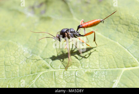 Makro von Dolichomitus dux im Garten auf einem grünen Blatt Stockfoto