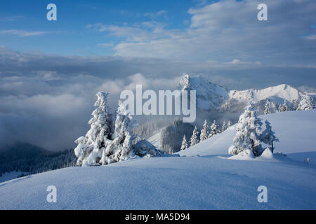 Morgenstimmung am Hirschberg (Berg) im Winter, Rossstein und Buchstein im Hintergrund, Bayerische Alpen, Bayern, Deutschland. Stockfoto