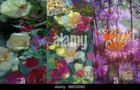 Fotomontage, Blumen, Blumen, Büsche, Detail, Blur, Stockfoto