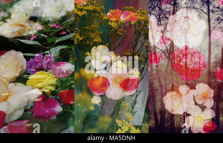 Fotomontage, Blumen, Blumen, Büsche, Detail, Blur, Stockfoto