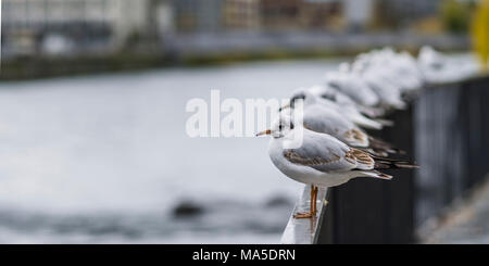 Möwen auf Geländer am Flussufer Stockfoto