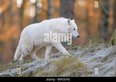 Arctic Wolf, Arctic Wolf, Canis lupus arctos, im Winter, Deutschland Stockfoto