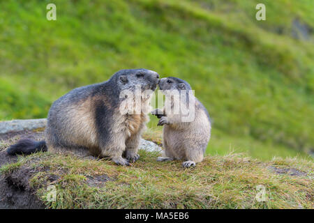 Alpine Marmot, Marmota marmota, Erwachsene mit Jungen, Nationalpark Hohe Tauern, Österreich Stockfoto