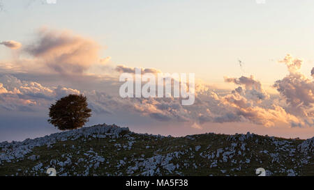 Ein einsamer Buche bei Pizzoc Mount, venezianischen Voralpen, Fregona, Treviso, Italien Stockfoto