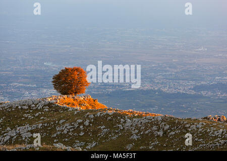 Ein einsamer Buche bei Pizzoc Mount, venezianischen Voralpen, Fregona, Treviso, Italien Stockfoto