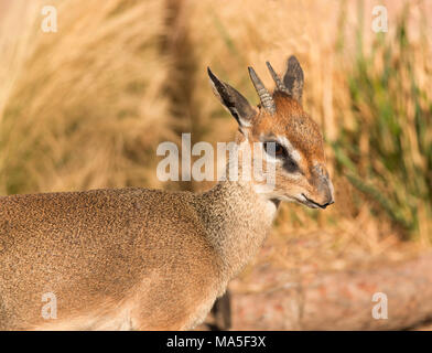 Kirk's Dik-Dik kleine afrikanische Antilope Closeup Portrait in der Serengeti in Afrika Stockfoto