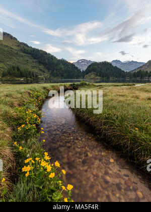 Wildblumen, See Cavloc, Maloja, Bergell, Kanton Graubünden, Engadin, Schweiz Stockfoto