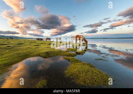 Pferde grasen und Trinkwasser aus Hovsgol See bei Sonnenuntergang. Provinz Hovsgol, Mongolei. Stockfoto