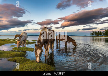 Pferde grasen und Trinkwasser aus Hovsgol See bei Sonnenuntergang. Provinz Hovsgol, Mongolei. Stockfoto