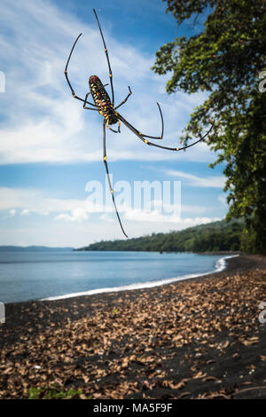 Northern golden orb Weaver, Nephila pilipes, Tangkoko National Park, Nord Sulawesi, Indonesien Stockfoto