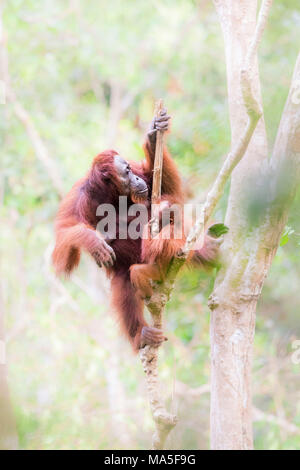 Bornesischen Orang-utan, Pongo pygmaeus, Tanjung Puting Nationalpark, Zentralkalimantan, Borneo, Indonesien, Asien Stockfoto