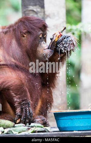 Halbgefangenschaft bornesischen Orang-utan mit Werkzeugen. Pongo pygmaeus, Tanjung Puting Nationalpark, Zentralkalimantan, Borneo, Indonesien, Asien Stockfoto