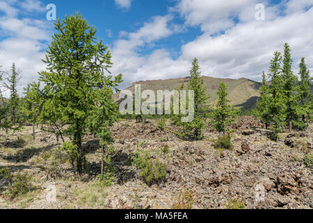 Tannen und vulkanische Terrain in White Lake National Park. Proletariats Bezirk,Hangay Provinz der Mongolei. Stockfoto