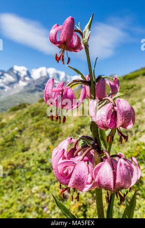 Nahaufnahme von Lilium martagon in voller Blüte, Val Dal Fain, Pontresina, Graubünden, Engadin, Schweiz Stockfoto