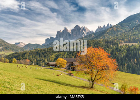 Funes Tal, Dolomiten, Provinz Bozen, Südtirol, Italien. Herbstfarben im Villnösser Tal mit der geislergruppe Gipfeln im Hintergrund Stockfoto