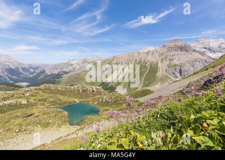 Wildblumen in der Umgebung des alpinen See, Crap Alv Lejets, Albula, Kanton Graubünden, Schweiz Stockfoto