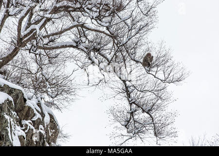 Jigokudani Tal, Yudanaka, Nakano, Präfektur Nagano, Insel Honshu, Japan, Asien Stockfoto