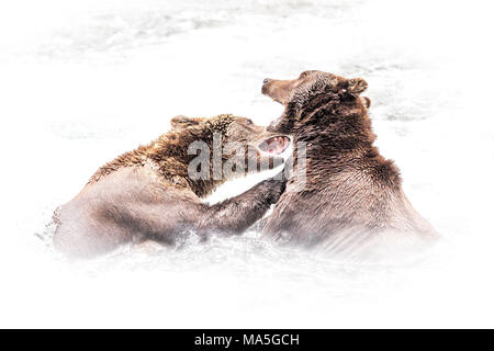 Braunbär (Ursus arctos), Brooks alascensis fällt, Katmai National Park, Alaska Peninsula, westlichen Alaska, Vereinigte Staaten von Amerika Stockfoto