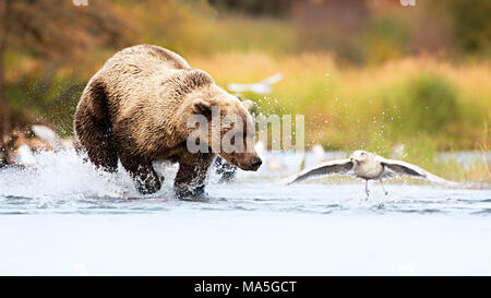 Braunbär (Ursus arctos), alascensis Brooks River, Katmai National Park, Alaska Peninsula, westlichen Alaska, Vereinigte Staaten von Amerika Stockfoto