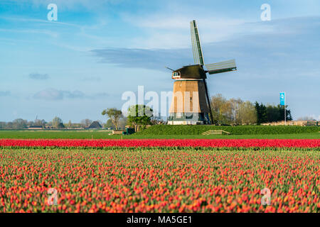 Bereich der roten Tulpen und Windmühle. Koggenland, Nord Holland, Niederlande. Stockfoto