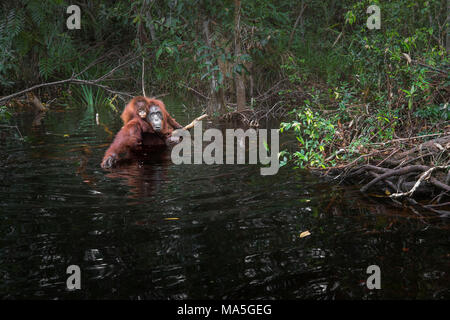 Bornesischen Orang-utan (Pongo abelii) in Tanjung Puting Fluss, Tanjung Puting Nationalpark, Südliches Kalimantan, Kalimantan, Indonesien Stockfoto