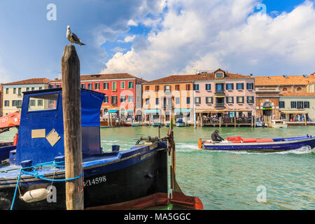 Möwe, die in den Kanal, während ein Fischerboot übergeben wird. Murano, Venedig, Venetien, Italien. Stockfoto