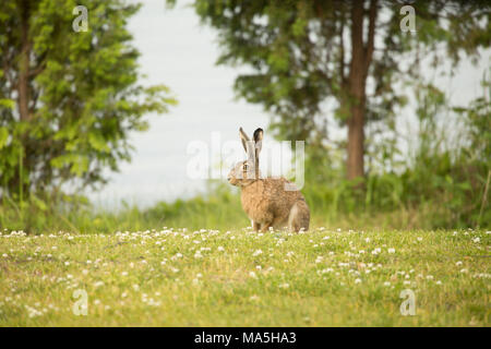 Europäische Hare (Lepus europaeus) im Gras sitzen, Finnland Stockfoto