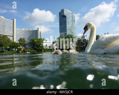 Wien, Wien, Familie der Höckerschwäne mit Cygnets (Cygnus olor) am See Tyrol, Vienna International Center (UNO), 22. Donaustadt, Wien, Österreich Stockfoto