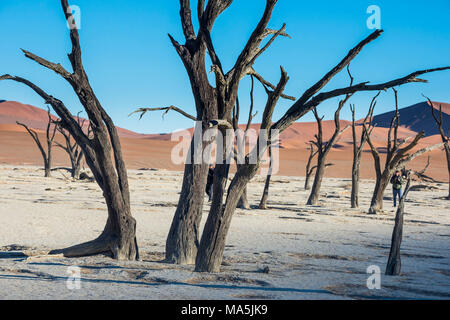 Deadvlei, einem alten trockenen See in der Wüste Namib, Namibia Stockfoto