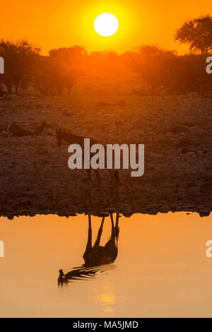 Giraffe Reflexion im Wasser von einem Wasserloch, Okaukuejo Rest Camp, Etosha National Park, Namibia Stockfoto