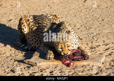 Gepard (Acinonyx jubatus), die sich an den Köcherbaumwald, gariganus Farm, Ketmanshoop, Namibia Stockfoto