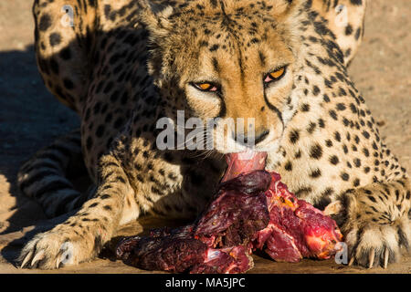 Gepard (Acinonyx jubatus), die sich an den Köcherbaumwald, gariganus Farm, Ketmanshoop, Namibia Stockfoto