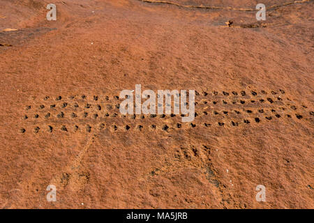 Alte Felsgravuren, Unesco Welterbe Blick, Twyfelfontein, Namibia Stockfoto