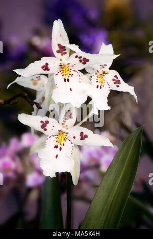 Weiß Odontoglossum Orchideen Stockfoto
