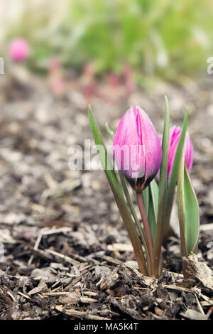 Eine Nahaufnahme einer pinkfarbenen Tulpe, die aus dem Boden auftaucht, umgeben von frischen grünen Blättern und einem weichen Hintergrund, Stockfoto