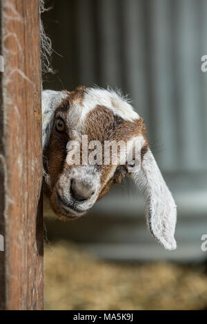 Issaquah, Washington, USA. 12 Tage alten Mischling Nubian und Boer goat Kid neugierig Blick hinter einer Ecke Stockfoto