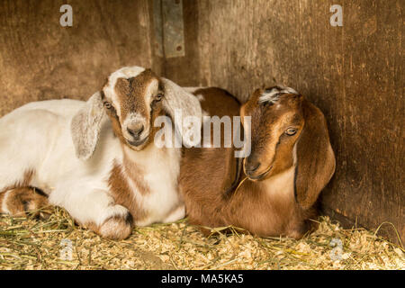 Snuggly 12 Tage alten Mischling Nubian und Boer goat Kinder Stockfoto