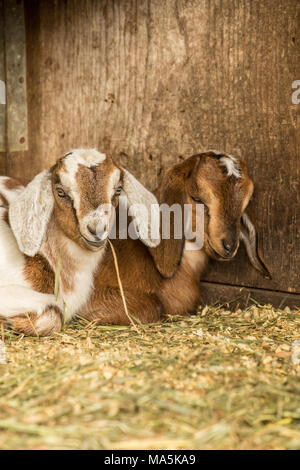 Snuggly 12 Tage alten Mischling Nubian und Boer goat Kinder Stockfoto