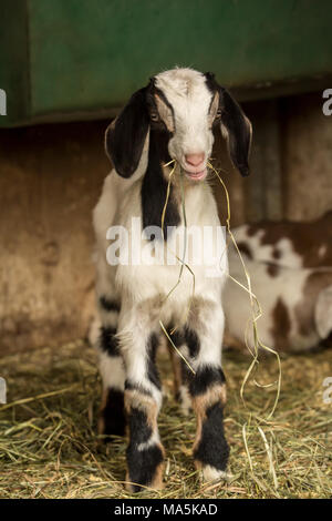 Zwölf Tage alten Mischling Nubian und Boer goat Kid essen Heu zum ersten Mal Stockfoto