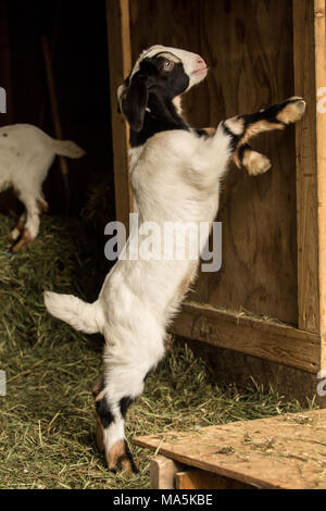 Issaquah, Washington, USA. 12 Tage alten Mischling Nubian und Boer goat Kid spielen mit einem scheunentor Stockfoto