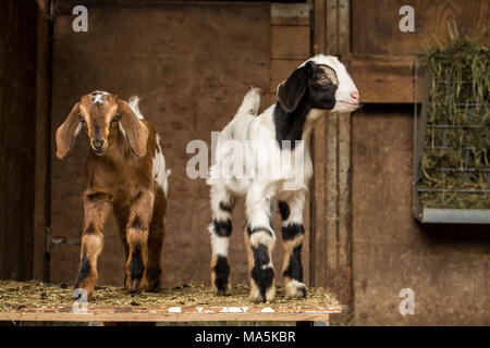 Zwei 12-Tage alten Mischling Nubian und Boer goat Kinder in einem offenen Bereich, in der Scheune posing Stockfoto