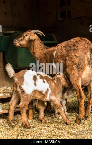 Zwei 12-Tage alten Mischling Nubian und Boer goat Kinder Krankenpflege Stockfoto