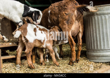 Zwei 12-Tage alten Mischling Nubian und Boer goat Kinder Krankenpflege als ein anderer sieht auf Stockfoto