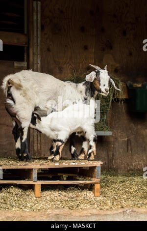 12 Tage alten Mischling Nubian und Boer goat kid Krankenpflege Stockfoto