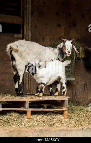 12 Tage alten Mischling Nubian und Boer goat kid Krankenpflege Stockfoto