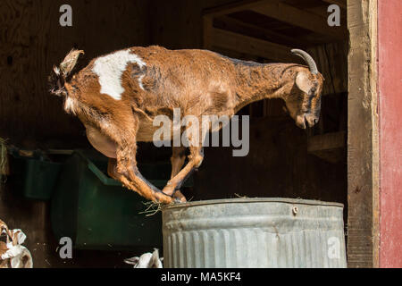 Nach doe Mischling Nubian und Boer goat auf eine upside-down-metall Trog springen