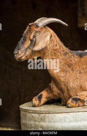 Nach doe Mischling Nubian und Boer Ziege liegend auf einem Kopf metall Trog am Rande der Scheune
